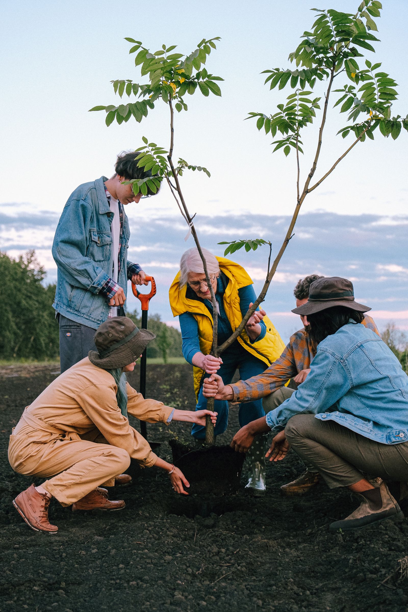 A group working together to plant a young tree.