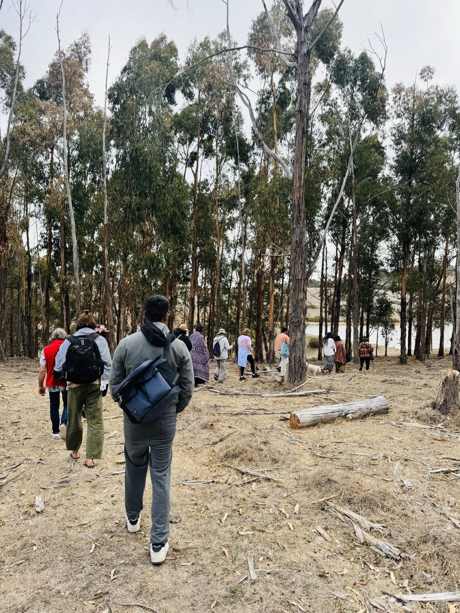 A group walking together through eucalyptus woodland towards water.