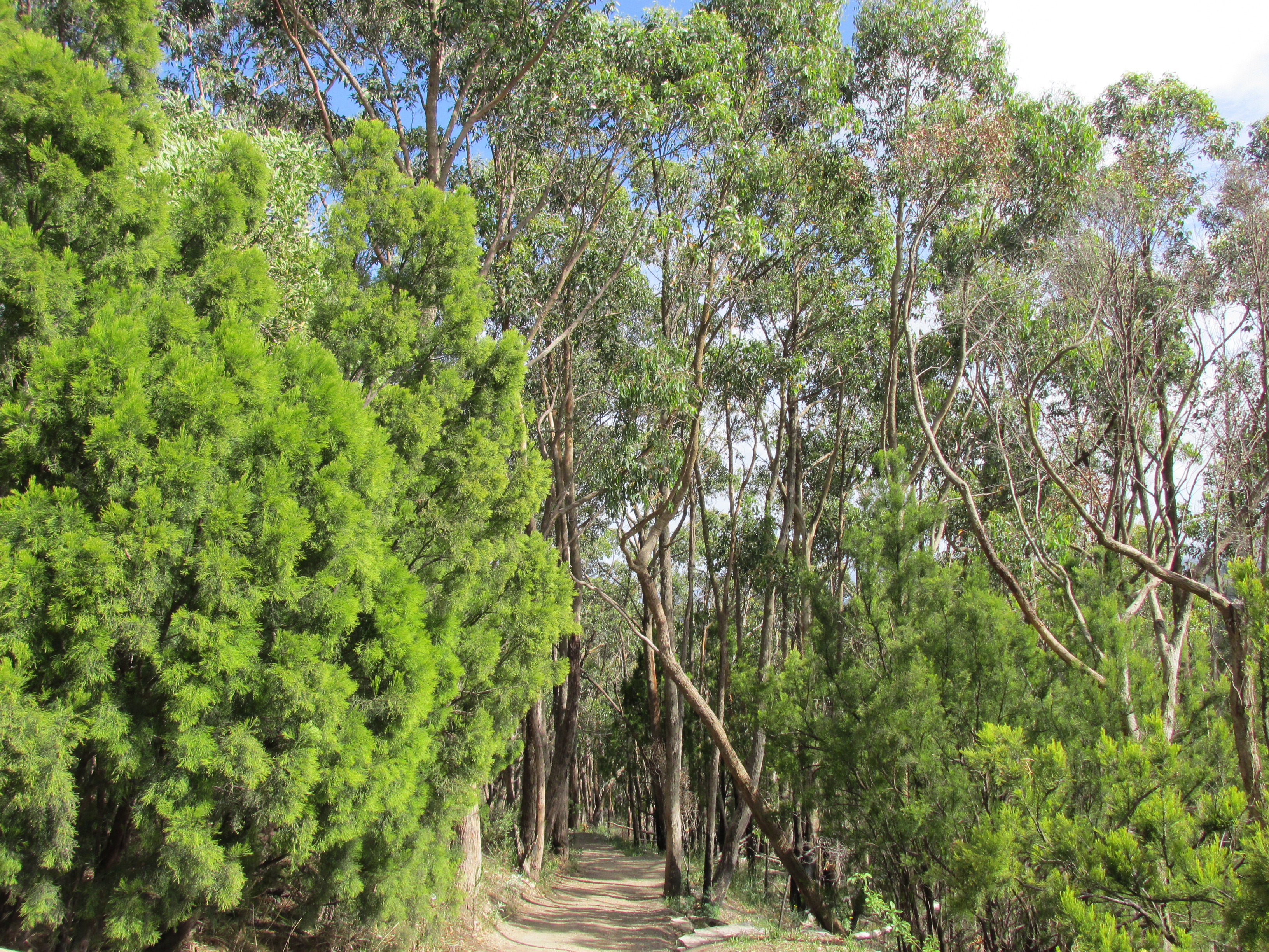 Forest walking path at Mount Lofty, Adelaide Hills. Regional photograph, not the proposed sanctuary property.