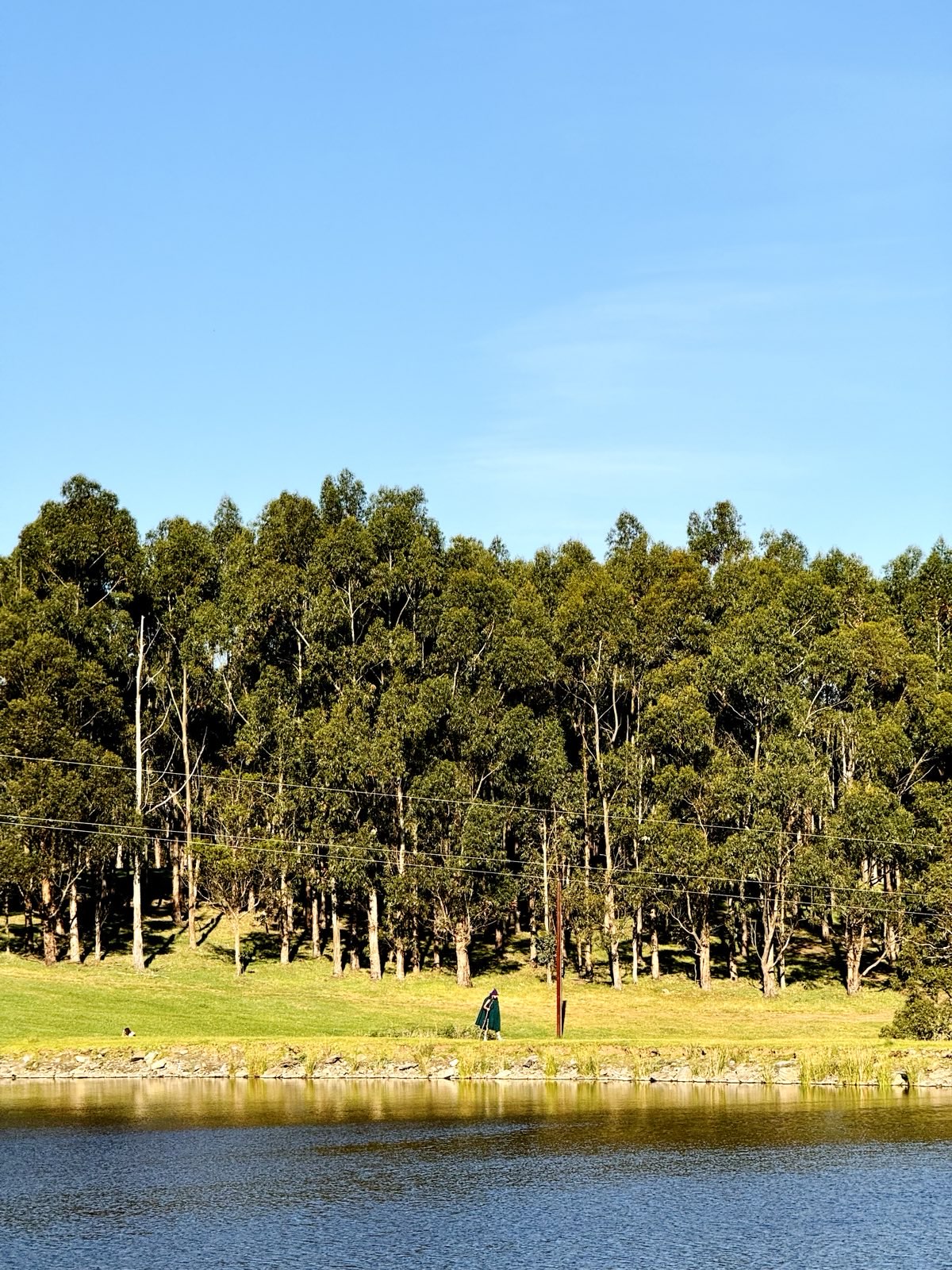 A person beside water beneath a sunlit stand of trees.